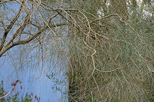 Lucile Bertrand - Photos